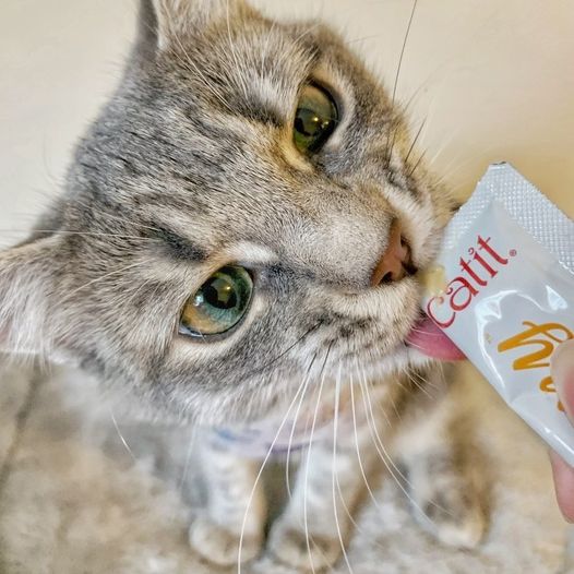 Canadian cat brand Catit introduces cat food made with 92% sustainable ...