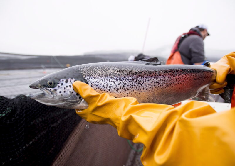 Feds Delay B.C.'s Open-net Salmon Farms Closure Until 2029, Offer Five ...