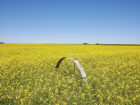 A hectare of Nuseed’s Omega-3 Canola crop can produce as much DHA as 10,000 kg of wild caught fish. Photo © Nuseed Nutritional